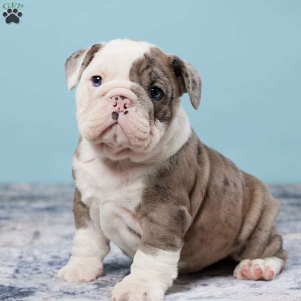 Beauty, Miniature Bulldog Puppy